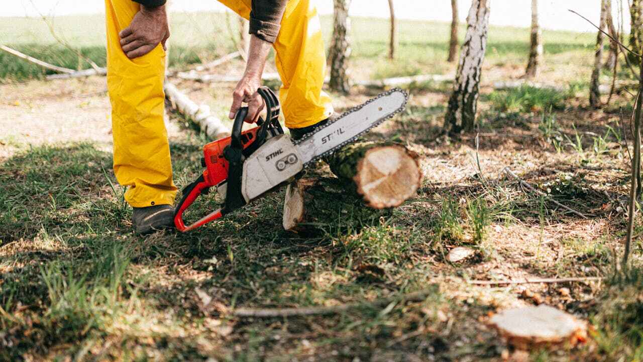 Best Dead Tree Removal  in USA